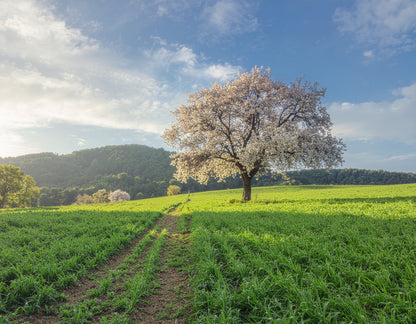 Mandľa - Penta